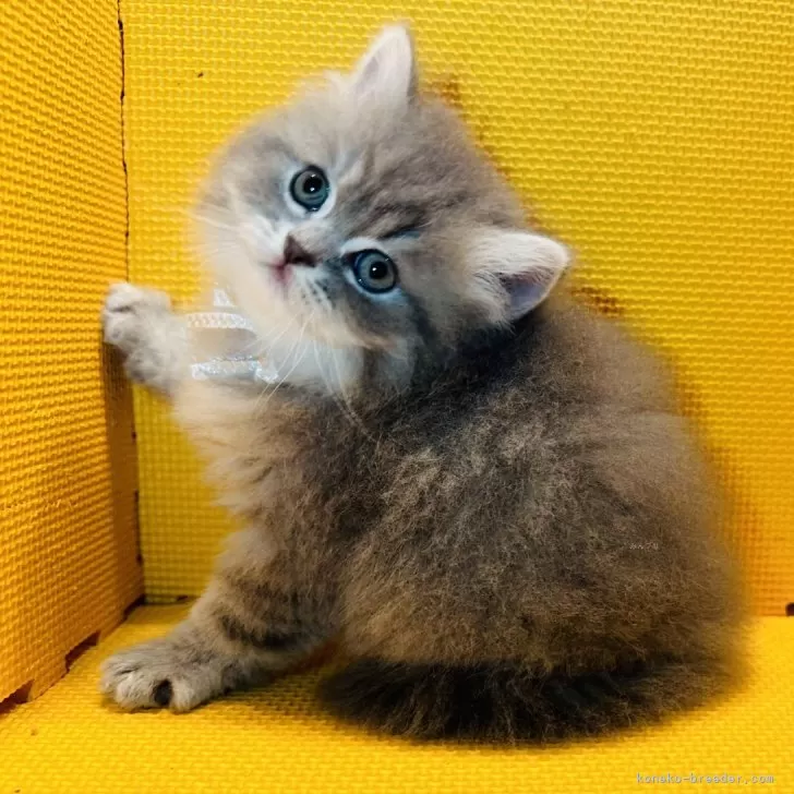 ID:2406-00992の子猫