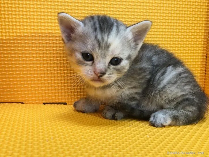 ID：1603-00599の子猫