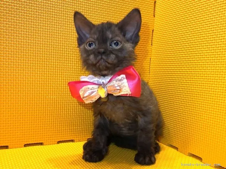 ID：2202-01011の子猫