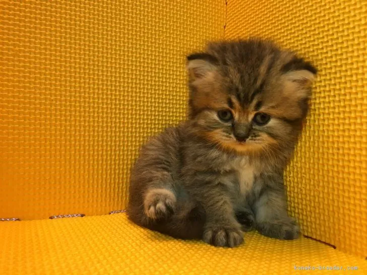 ID:1708-00634の子猫