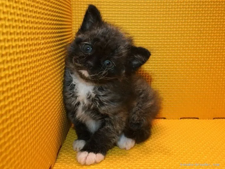 ID:1707-00022の子猫