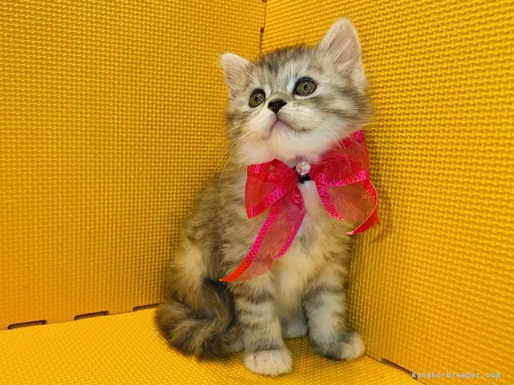 ID：2106-01624の子猫