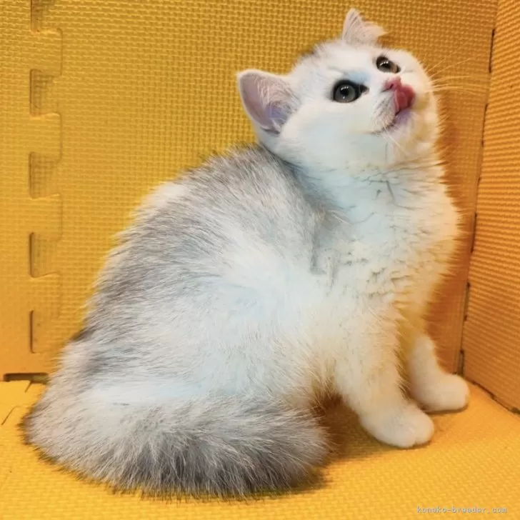 ID：2403-01447の子猫