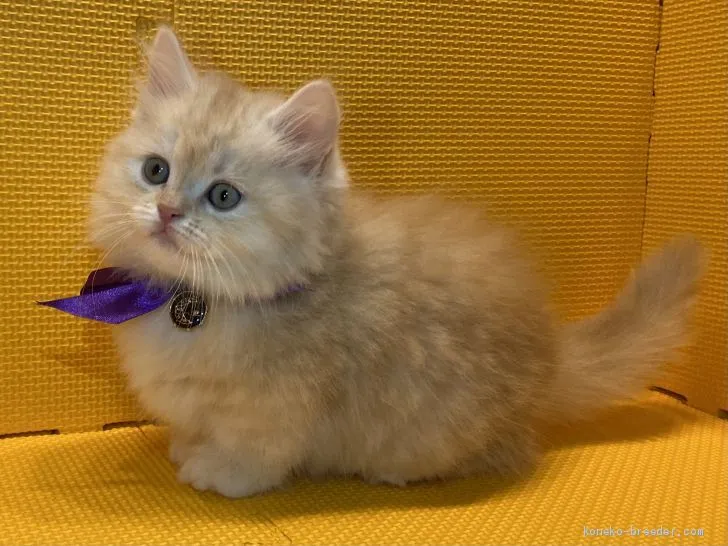 ID:2012-00681の子猫