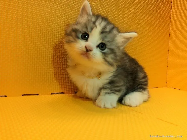 ごま 様のお迎えした子猫