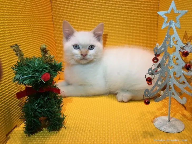ID：1611-00350の子猫