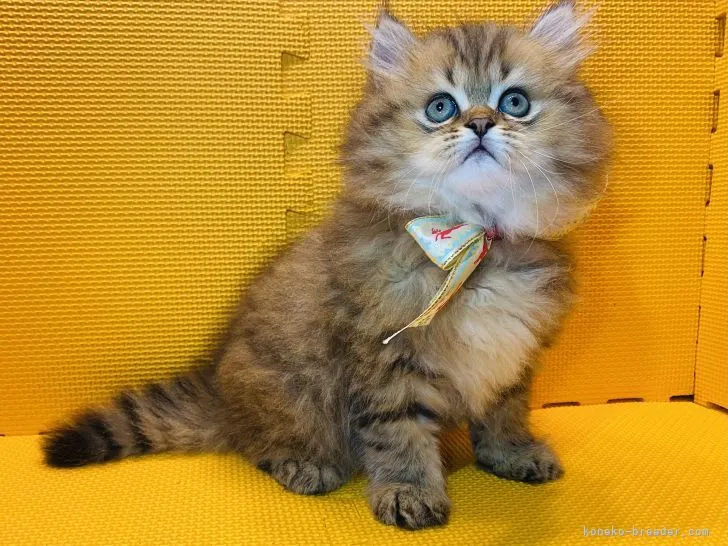 ID：2106-01622の子猫