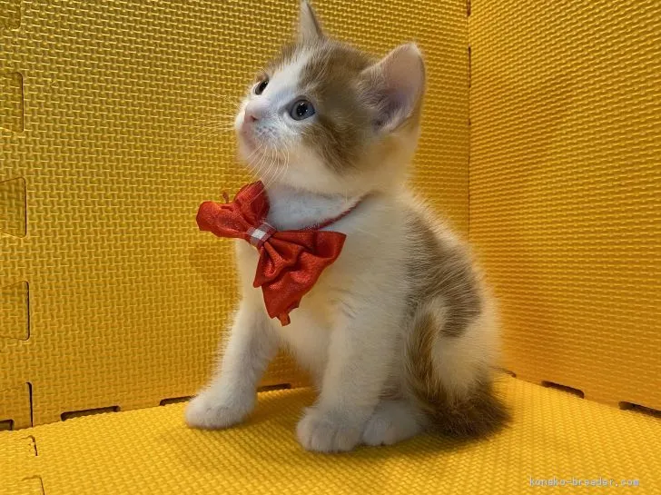 ID:2003-00940の子猫