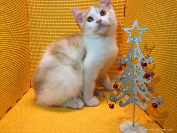 ID：1609-00846の子猫