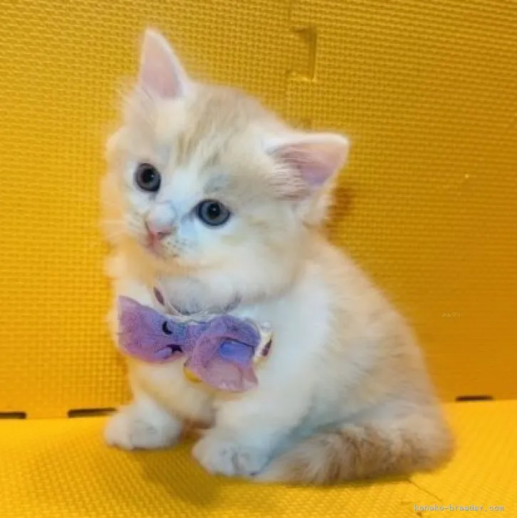 ID：2310-02625の子猫