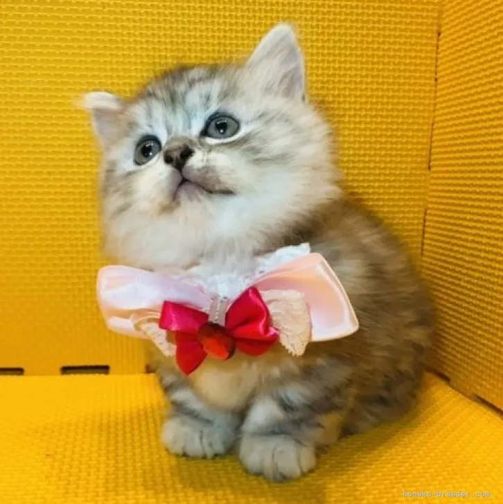 ID：2310-02629の子猫