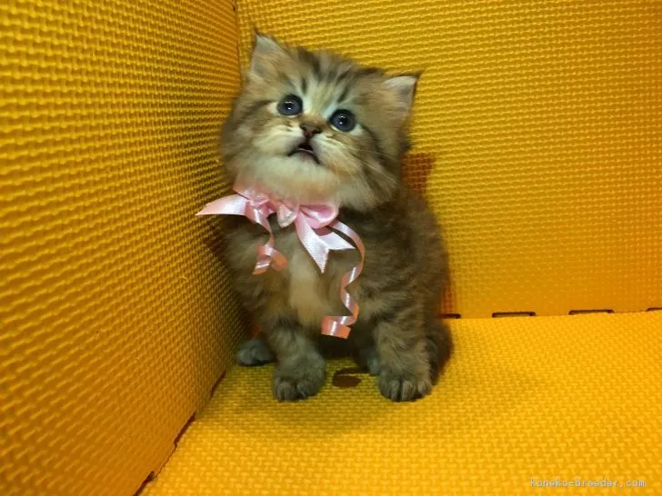 ID：1702-00575の子猫