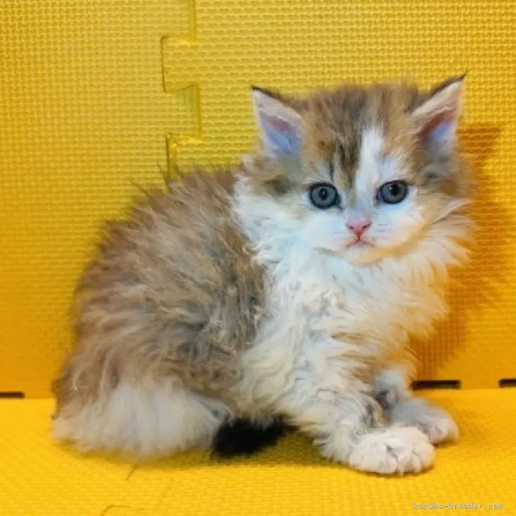 ちか 様のお迎えした子猫