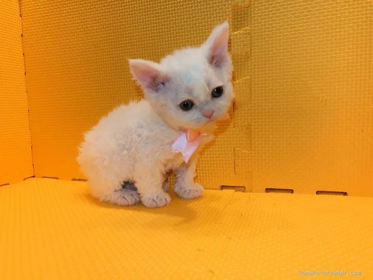 ID：1905-01189の子猫
