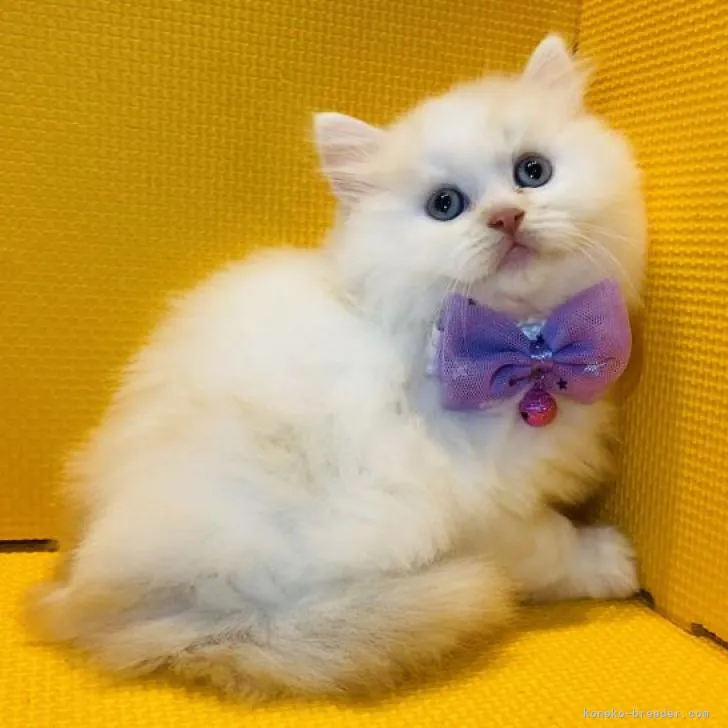 ID：2211-02306の子猫