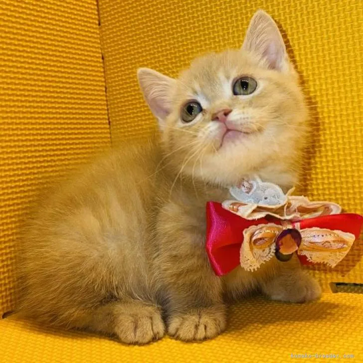 M.S 様のお迎えした子猫