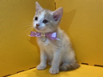 マンチカン(長足)【神奈川県・男の子・2020年9月29日・レッドタビー&ホワイト（短毛）】の写真「抱っこ大好き！人懐こい可愛い男の子♡」