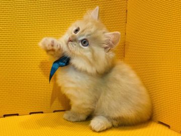 マンチカン(短足)【神奈川県・男の子・2021年3月23日・レッドタビー（長毛）】の写真「抱っこ、ナデナデ、ゴロン大好き♡」