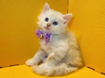 マンチカン(長足)【神奈川県・男の子・2022年4月6日・カメオタビー（長毛）】の写真「抱っこ争奪戦の覇者」