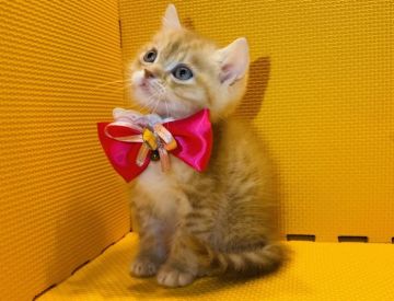 マンチカン(長足)【神奈川県・男の子・2022年2月3日・レッドタビー（短毛）】の写真「キラキラした目で見つめてきます♡」