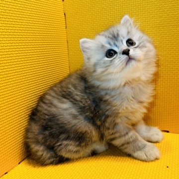 ミヌエット(長足)【神奈川県・男の子・2024年9月11日・シルバータビー（長毛）】の写真「ブラックフライデー便乗3万円引！」