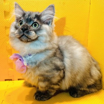 マンチカン(短足)【神奈川県・男の子・2023年9月11日・ブラックスモーク（長毛）】の写真「人懐こい性格で可愛すぎます♡」