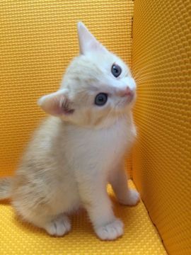 マンチカン【神奈川県・男の子・2016年3月2日・レッドタビー&ホワイト】の写真「目がクリクリの足長の男の子」