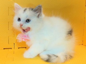 マンチカン(長足)【神奈川県・女の子・2019年10月11日・キャリコ（長毛）】の写真「人懐こくて賢い子♡」