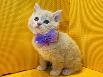 セルカークレックス【神奈川県・男の子・2022年4月28日・クリーム&ホワイト（短毛　巻毛）】の写真「あぁ！撫でて！！撫でて！！ぁぁぁぁぁ」