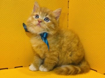 マンチカン(長足)【神奈川県・男の子・2021年5月5日・レッドタビー&ホワイト（長毛）】の写真「可愛い靴下と可愛すぎる口元♡」