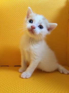 マンチカン【神奈川県・男の子・2016年3月15日・レッドタビー&ホワイト（短毛）】の写真「足長の男の子」