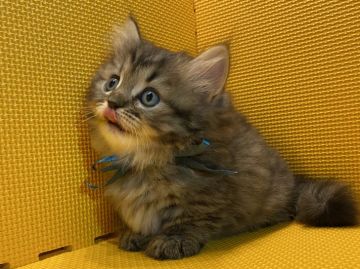 ミヌエット【神奈川県・男の子・2020年8月5日・ブラウンタビー（長毛）】の写真「可愛さ満点！！短足の男の子♡」