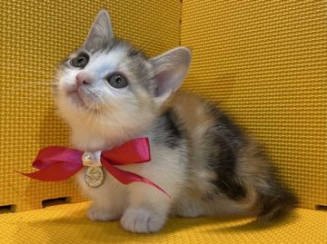 マンチカン(短足)【神奈川県・女の子・2020年11月26日・キャリコ（短毛）】の写真「小柄な子だけどとっても人懐こい♡」