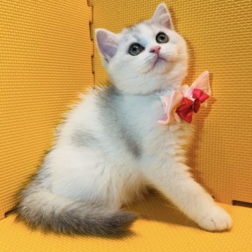 アメリカンカール【神奈川県・女の子・2024年1月31日・シルバータビー&ホワイト（短毛）】の写真「まんまる顔とまんまるお目目♡」