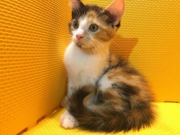 マンチカン【神奈川県・女の子・2017年5月22日・キャリコ】の写真「愛嬌たっぷりかまってちゃん♡」