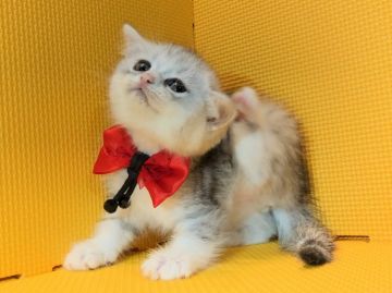 アメリカンカール【神奈川県・女の子・2019年7月10日・シルバータビー（短毛）】の写真「悶えて倒れそうなほどの可愛さ♡」