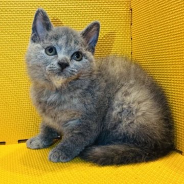 セルカークレックス【神奈川県・女の子・2023年1月10日・ブルークリーム（カーリーヘア）】の写真「抱っこ大好きな女の子♡」