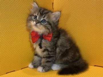 ミヌエット【神奈川県・女の子・2020年5月27日・ブラウンタビー&ホワイト（ロング）】の写真「撫でての仕草が堪らない♡」