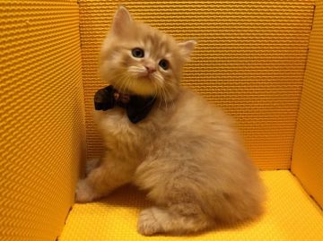 マンチカン【神奈川県・男の子・2016年9月17日・レッドタビー（長毛）】の写真「赤毛の鮮やかな男の子」