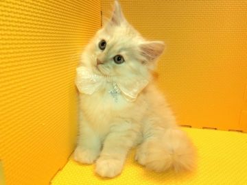 マンチカン(長足)【神奈川県・男の子・2018年3月26日・レッドタビー（長毛）】の写真「ワクチン代サービス期間中！！6月いっぱい！」