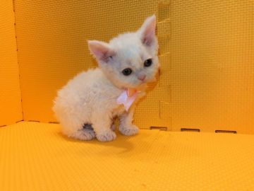 セルカークレックス【神奈川県・女の子・2019年4月12日・ホワイトバン（巻毛）】の写真「存在感から可愛い♡」