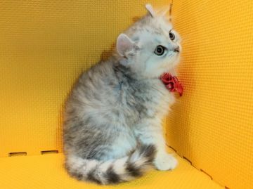 アメリカンカール【神奈川県・男の子・2019年7月10日・シルバータビー（長毛）】の写真「抱っこ大好き！遊ぶの大好き！可愛すぎる男の子♡」