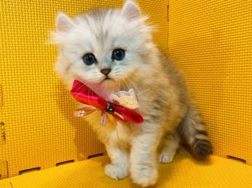 アメリカンカール【神奈川県・女の子・2021年8月20日・シルバータビー（長毛）】の写真「可愛さと人懐こさと満点♡」