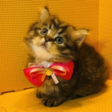 ミヌエット(短足)【神奈川県・男の子・2022年8月12日・ブラウンタビー（長毛）】の写真「可愛さ100点満点♡」