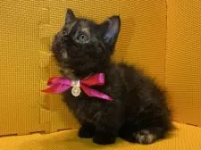 ラムキン【神奈川県・女の子・2020年8月24日・トーティーシェル】の写真1「11/1撮影」