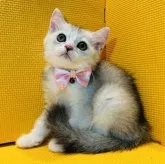 アメリカンカール【神奈川県・男の子・2023年7月12日・シルバータビー&ホワイト】の写真1「9/10撮影」