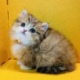 ミヌエット(短足)【神奈川県・女の子・2023年10月14日・ブラウンタビー&ホワイト】の写真1「12/3撮影」