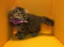 アメリカンカール【神奈川県・男の子・2016年9月2日・ブラウンタビー】の写真1