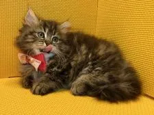 ミヌエット【神奈川県・女の子・2022年1月17日・ブラウンタビー】の写真2