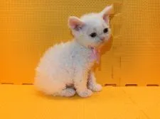 セルカークレックス【神奈川県・女の子・2019年4月12日・ホワイトバン】の写真2